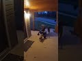Single Moms Dogs Fight Off Bear and Save Baby #Shorts #YoutubeShorts #GoodDog #heroes #AnimalVideos