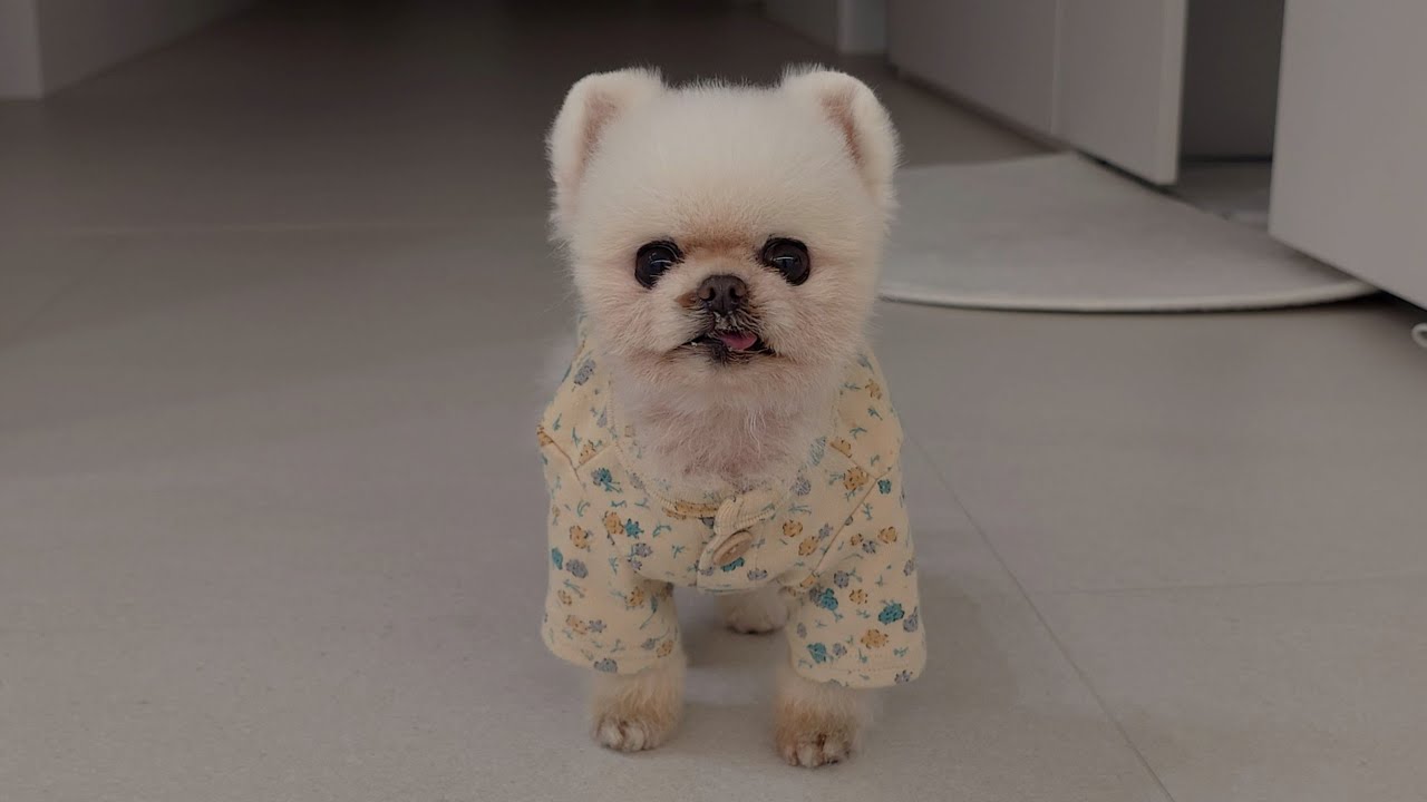 새벽 6시에 밥 달라고 깨우는 강아지의 하루 [루퐁이 일상 V-LOG]