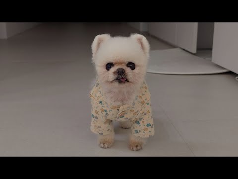 The Day of the Puppy Who Wakes Me up at 6 Am to Feed Her (RuPong V-log)