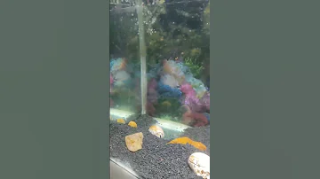 Did the sucker fish  clean  the Aquarium 🤔🤔  Part 1