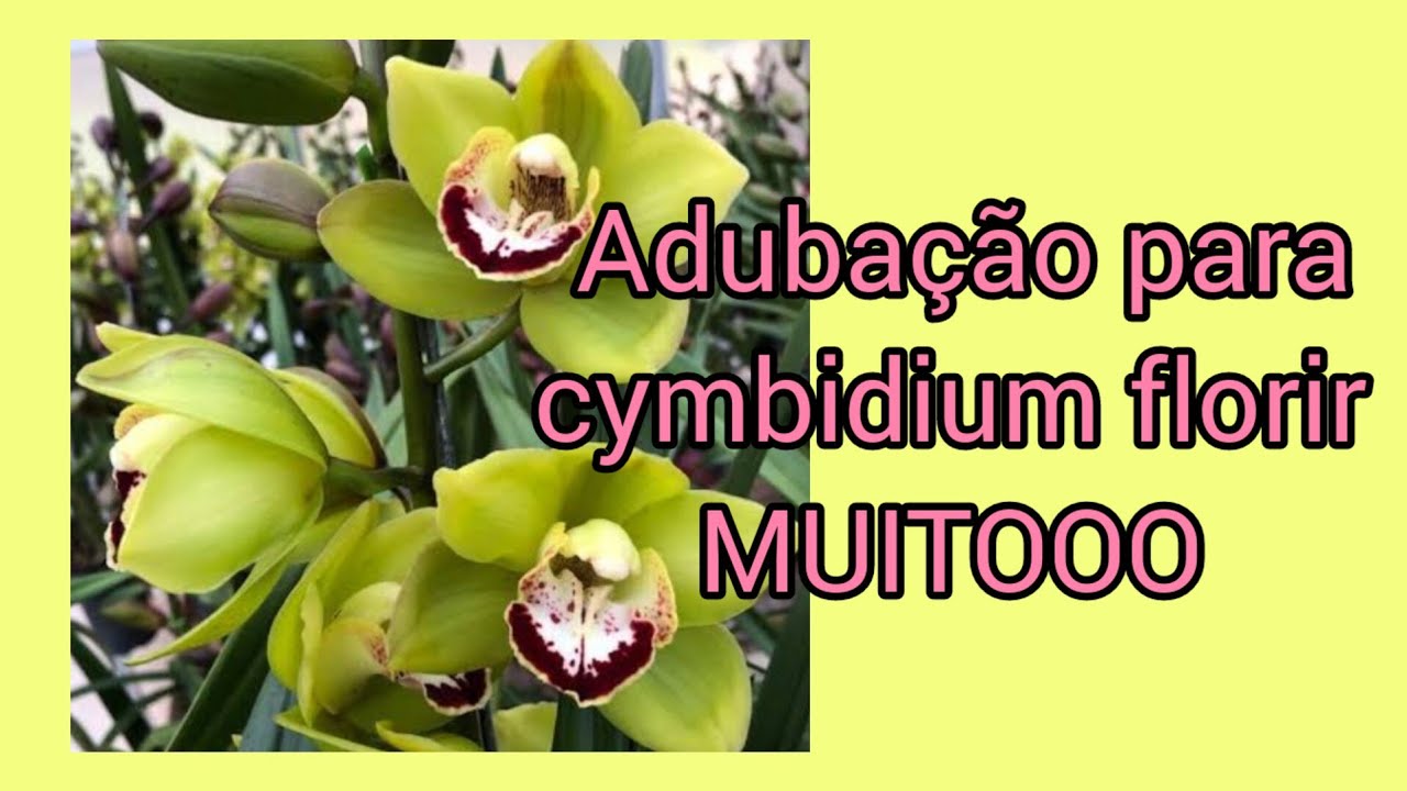 chegou hora de adubar as orquídeas  cymbidium para florir muito