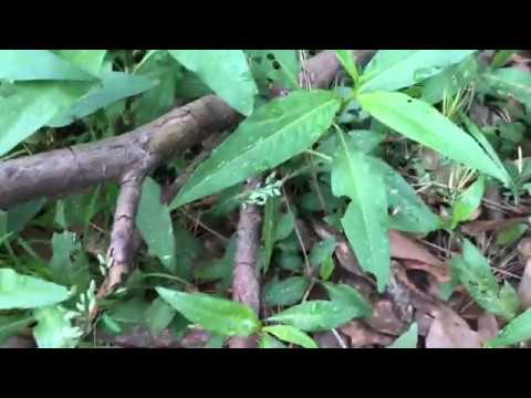 camera iphone 8 plus apk Some Foraging In Cypress TX 3-11-2019