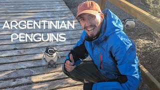 I found Argentinas cute Penguins 😍 | Exploring Argentina by Moto