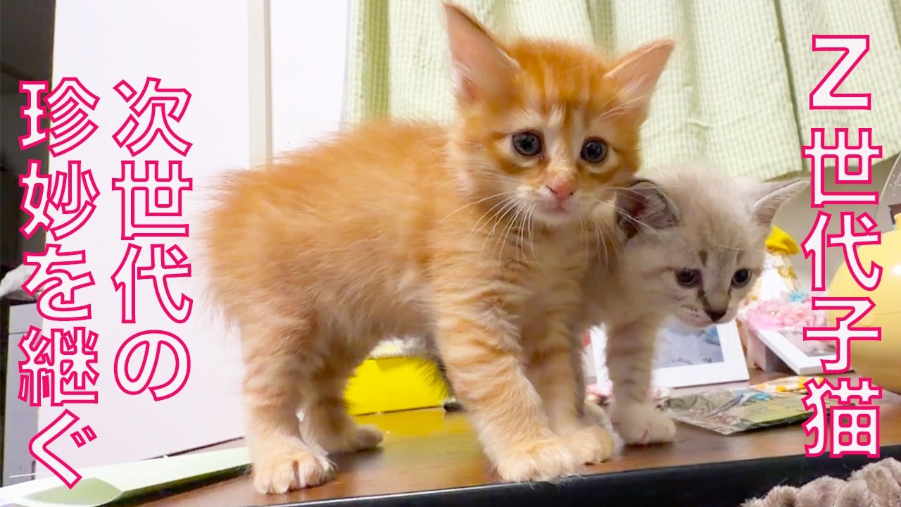 Z世代子猫、先住猫の魂と対面する The souls of cats in the living