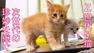 Z世代子猫、先住猫の魂と対面する The souls of cats in the living