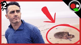 The Cape Cod Sea Turtle Stranding Problem Explained.