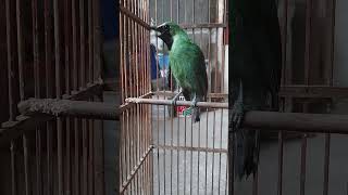 Cucak Hijau  Si Ninjo Mau  Nopeng  kicaumania burung birds