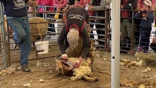 Sheep Shearing Festival