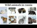 Wild Animals In Russia | Part-1