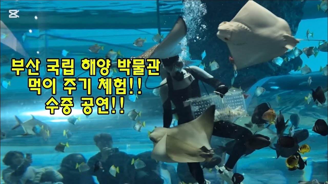 국립해양박물관 먹이주기체험 수중공연