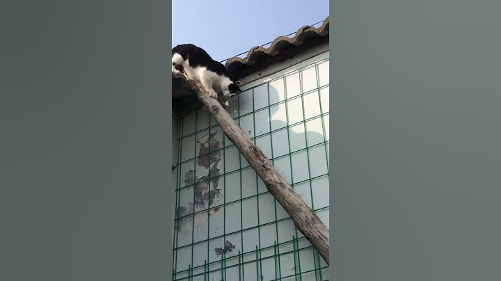Gatos acróbatas 😱