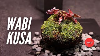 How to Plant a WabiKusa Ball