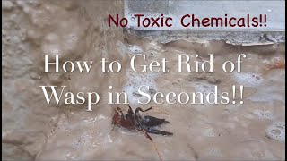 How to Get Rid of "Wasp" with 1 Ingredient| Down THEM in SECONDS!!!!