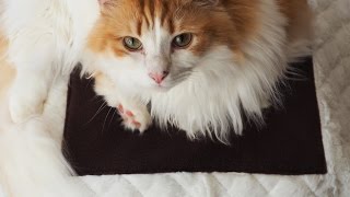 もふねこ「ペットの夢こたつ」を猫さんが試してみた！