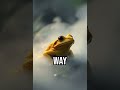 Toads' Misty Disguise