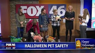 Medical Director Dr. Welch On Halloween Pet Safety - Fox46's Good Day Charlotte by Stand For Animals 242 views 5 years ago 3 minutes, 10 seconds
