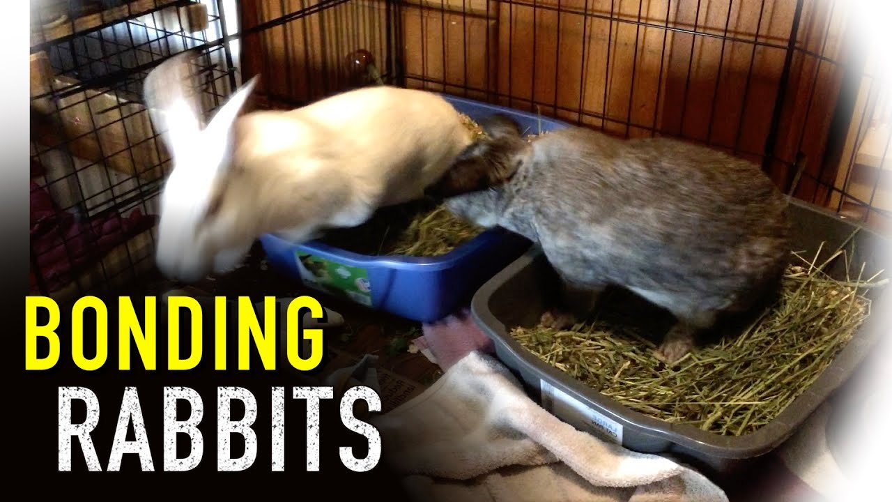 Bonding Rabbits The Movie YouTube