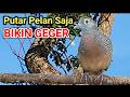 PANCINGAN BURUNG PERKUTUT AMPUH UNTUK PENGGACORAN SEKALI PUTAR PASTI NYAUT