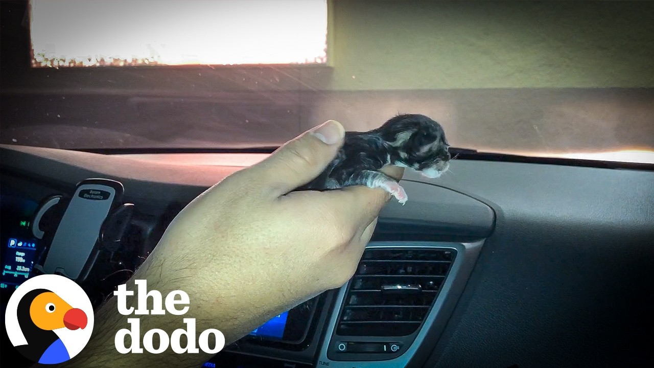 Rescued Kittens Keep Escaping To Hang Out With The Dogs | The Dodo
