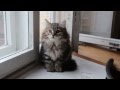 Siberian kitten Amante's Yakira 10 weeks