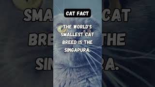 The world's smallest cat breed is the Singapura. #cats #cutecats #kitties #catfacts #...