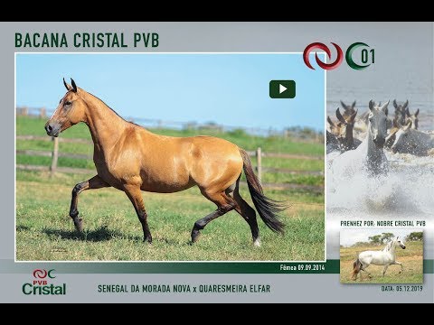 Bacana Cristal PVB