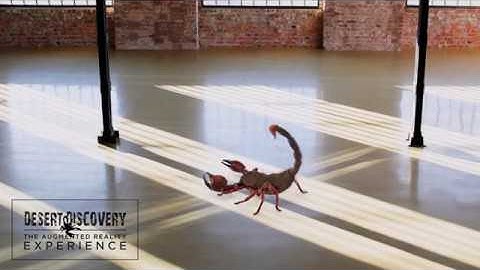 Desert Discovery 3D Augmented Reality Content Package for Large Screens by INDE