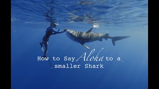 ADVANCED DIVER EP.5 How To Say Aloha to a Smaller Shark (Larger Sharks are next)