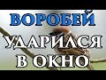 Если воробей ударился в окно и улетел примета 🧙 - Маг Fose