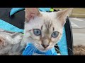 Faq about our pure bred snow lynx bengal cat bonus fact at the end