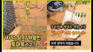 아프리카에 심은 토마토, 7개월이 지났는데 이게뭐야(?) / 토마토 가지치기 / 우리집에 찾아온 귀한 손님, 