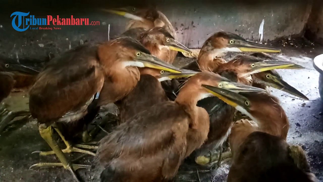 Balai Besar KSDA Riau Amankan 32 Ekor Burung Dilindungi