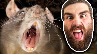 Would You Rather Eat A Rat Or A Crow || TierZoo Reaction (The City Animal Tier List)