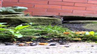 Celebrity Re: David Attenborough - Midnight snack: Snake attacks Mouse - BBC wildlife  mouse vs snake Wealth