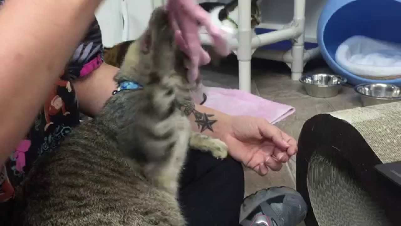 special needs animals for adoption near me Pebble vs Christina