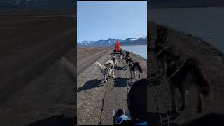 #husky Schlittenhunde on Tour auf Spitzbergen