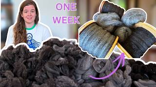 Can I Spin an Entire Columbia x Rambouillet Fleece in ONE WEEK?