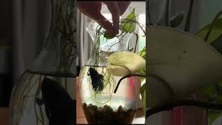 Feeding Time For Fred: Day 47