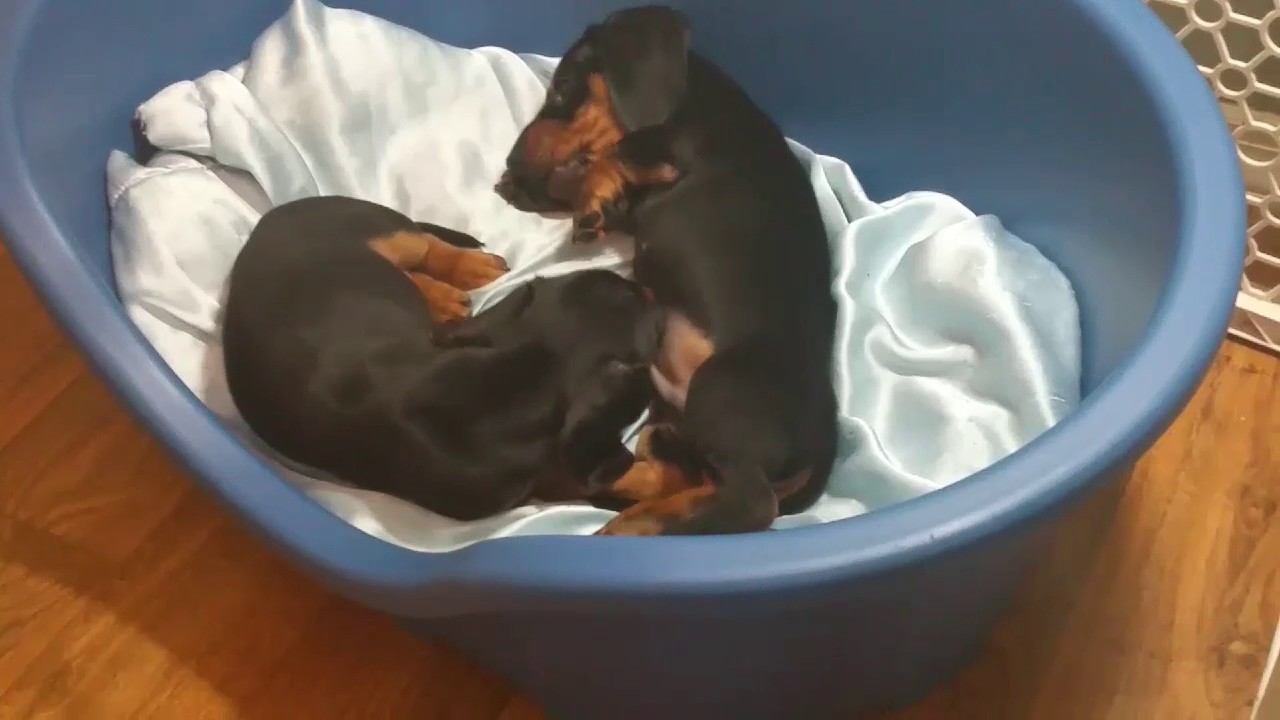 Dachshund puppies 8 weeks old first vaccines and official
