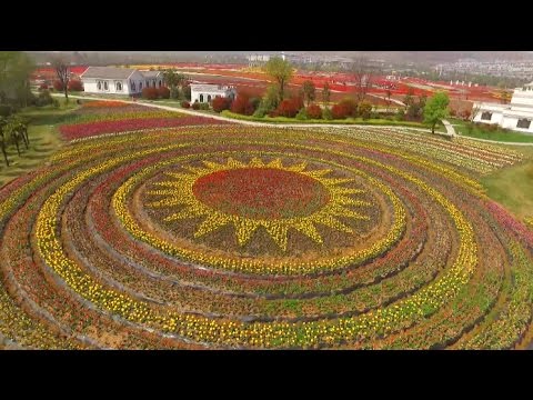 Tourists Flock To Floral Scene As Tulips Blossom In Central China