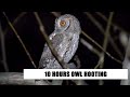 OWL HOOTING AT NIGHT - 10 HOURS