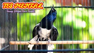 Download Lagu KACER KONSLET, NAIKAN EMOSI LAWAN AGAR CEPAT GACOR MP3 Download Lagu KACER KONSLET, NAIKAN EMOSI LAWAN AGAR CEPAT GACOR MP3
