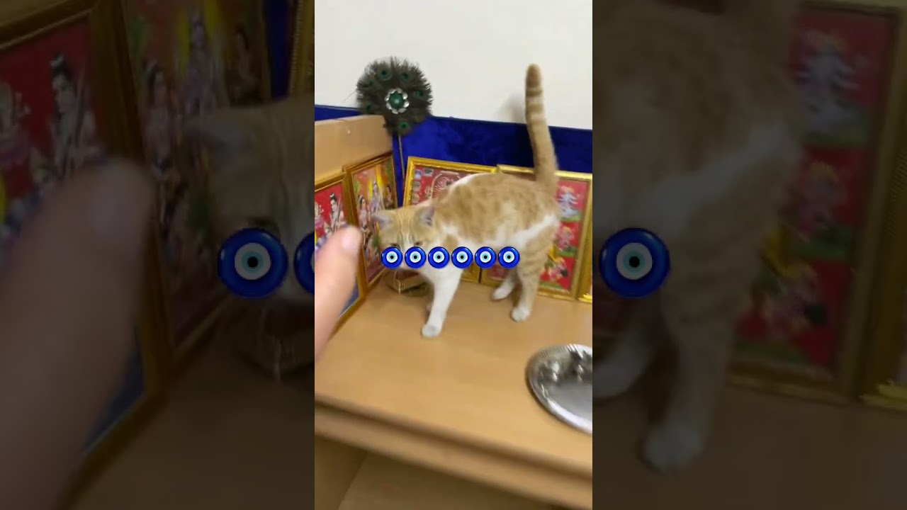 🧿🧿🧿🧿🧿🧿 