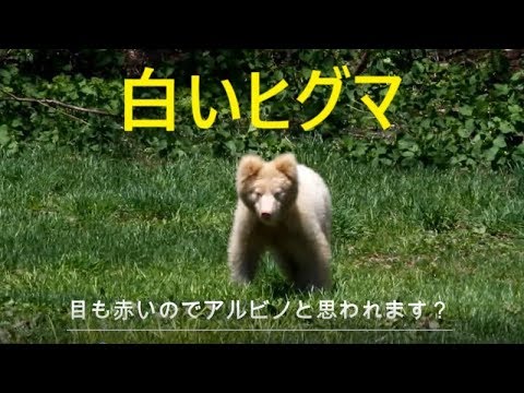 白いヒグマ アルビノ ヒグマ Albino Brownbear Youtube