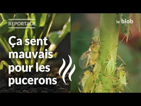Et si les odeurs pouvaient remplacer les pesticides ? | Nature = Futur !