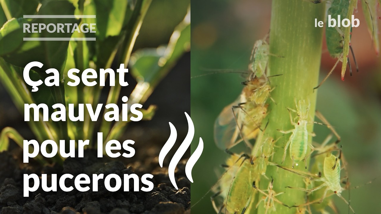 Et si les odeurs pouvaient remplacer les pesticides ? | Nature = Futur !