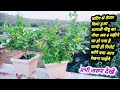 कटिंग से तैयार किया हुआ कागजी नींबू का पौधा // lemon plant cutting grow with update  //नींबू का पौधा