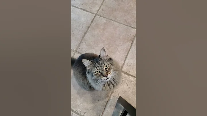 Video 4462041: meow maine coon