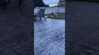 Poodle Gets Tackled by a Bigger Dog While Playing Together
