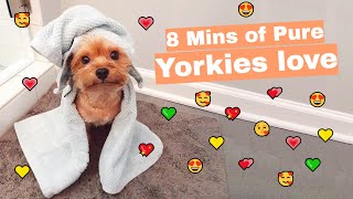 Funny Yorkie videos Compilation by Woof Gang 7,992 views 3 years ago 8 minutes, 7 seconds